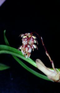 Bulbophyllum tricorne