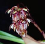 Bulbophyllum tricorne