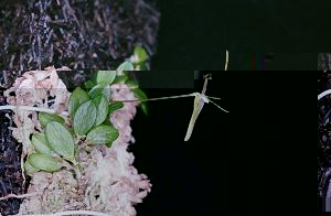 Barbosella australis(invoice)