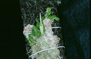 Barbosella australis(invoice)