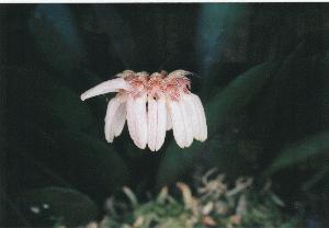 Cirrhopetalum andersonii(invoice)