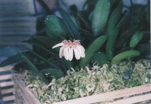 Cirrhopetalum andersonii(invoice)