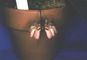 Cirrhopetalum auratum(invoice)