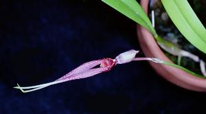 Cirrhopetalum biflorum