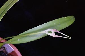 Cirrhopetalum biflorum