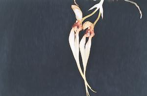 Cirrhopetalum biflorum