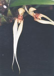 Cirrhopetalum biflorum