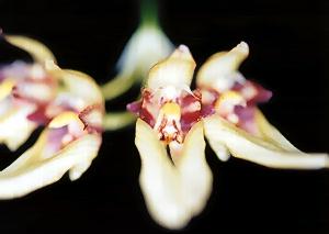 Cirrhopetalum boninense