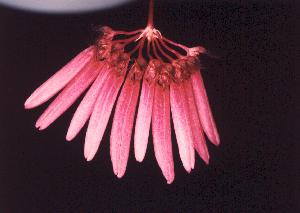 Cirrhopetalum cumingii