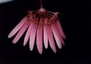 Cirrhopetalum cumingii