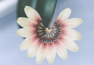 Cirrhopetalum Daisy Chain 'Love's Me'