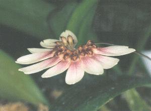 Cirrhopetalum Daisy Chain 'Love's Me'