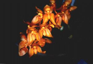 Bulbophyllum elassonatum(Cirrhopetalum Elasseriatum(invoice))