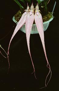 Cirrhopetalum Elizabeth Ann 'Bucklebury'