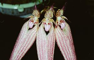 Cirrhopetalum Elizabeth Ann 'Bucklebury'