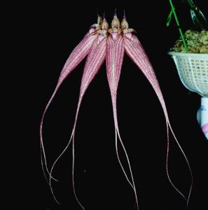 Cirrhopetalum Elizabeth Ann 'Bucklebury'