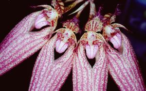 Cirrhopetalum Elizabeth Ann 'Bucklebury'