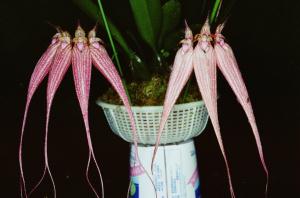 Cirrhopetalum Elizabeth Ann 'Bucklebury'