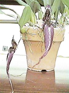 Cirrhopetalum fascinator