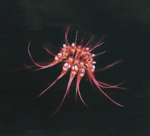 Cirrhopetalum gracillimum
