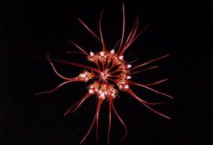 Cirrhopetalum gracillimum