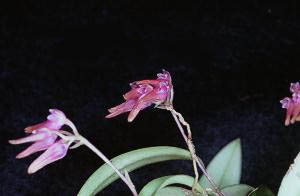 Cirrhopetalum japonicum