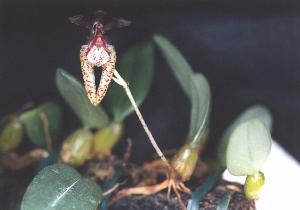 Cirrhopetalum lasiochilum