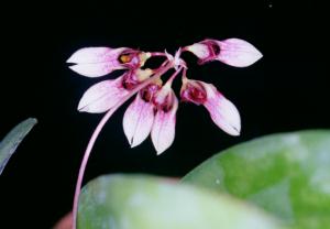 Cirrhopetalum lepidum