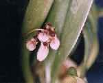 Cirrhopetalum lepidum