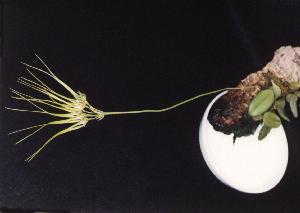 Cirrhopetalum lishanensis(invoice)