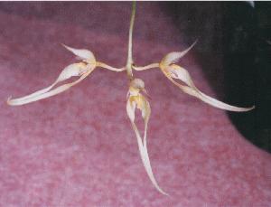 Cirrhopetalum macraei