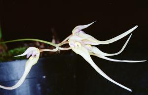 Cirrhopetalum macraei