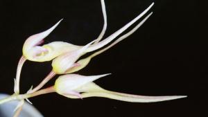 Cirrhopetalum macraei