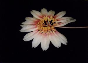 Cirrhopetalum makoyanum