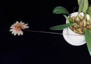 Cirrhopetalum makoyanum