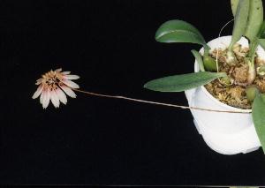 Cirrhopetalum makoyanum