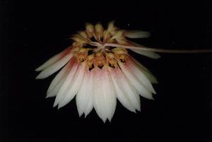 Cirrhopetalum makoyanum