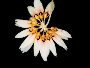 Cirrhopetalum makoyanum