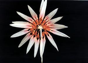 Cirrhopetalum makoyanum