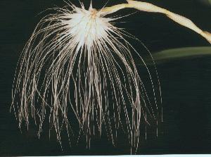 Cirrhopetalum medusae