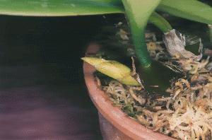 Cirrhopetalum medusae