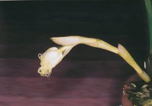 Cirrhopetalum medusae