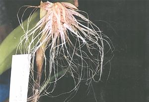 Cirrhopetalum medusae 'Orchid Grade'
