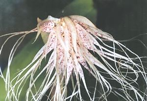 Cirrhopetalum medusae 'Orchid Grade'
