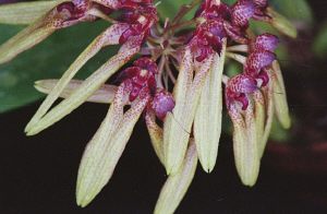 Cirrhopetalum picturatum