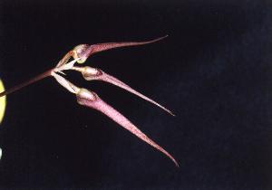 Cirrhopetalum putidum �~ Cirrhopetalum thouarsii