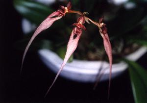 Cirrhopetalum putidum �~ Cirrhopetalum thouarsii