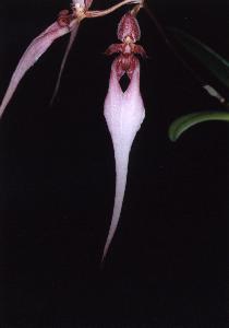 Cirrhopetalum putidum �~ Cirrhopetalum thouarsii