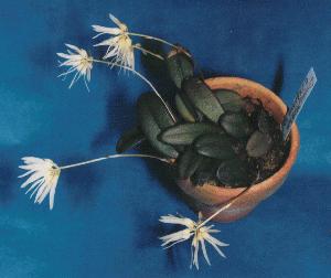 Cirrhopetalum purpurascens