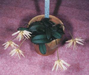 Cirrhopetalum purpurascens